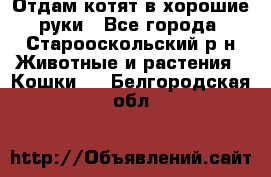 Отдам котят в хорошие руки - Все города, Старооскольский р-н Животные и растения » Кошки   . Белгородская обл.